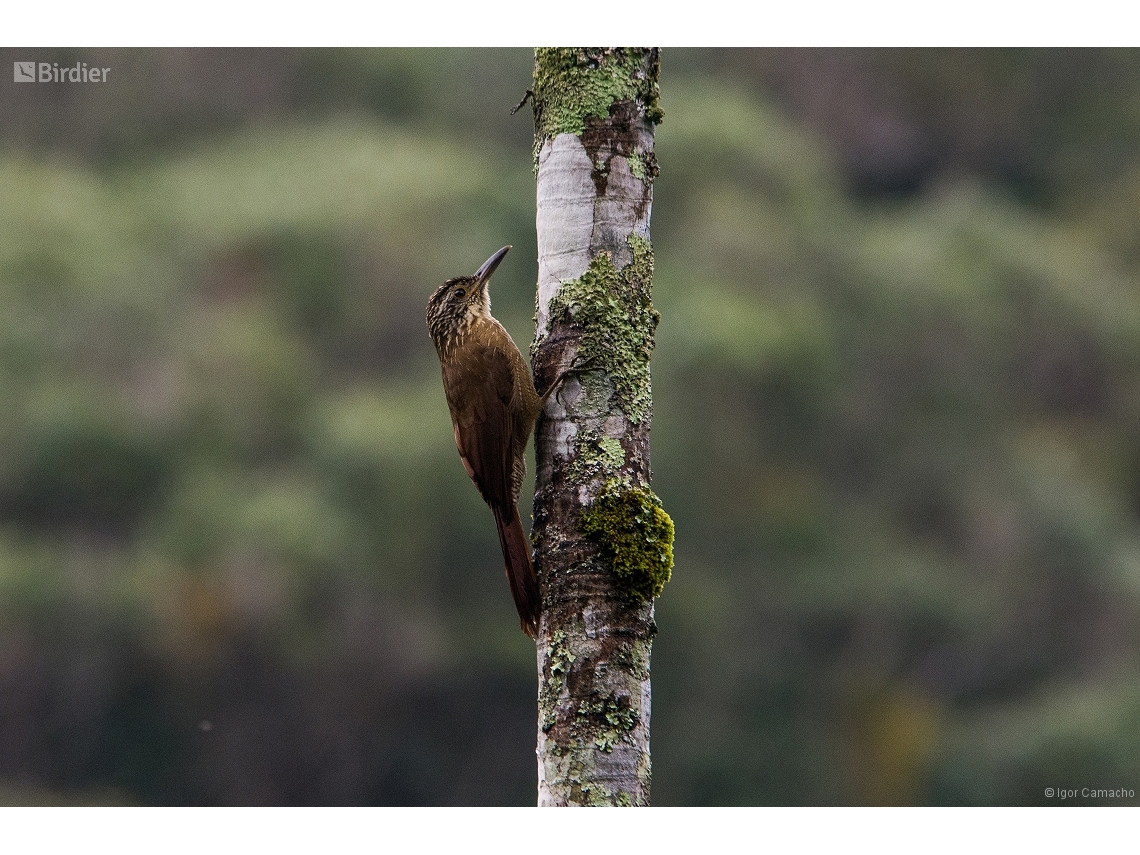 Dendrocolaptes platyrostris