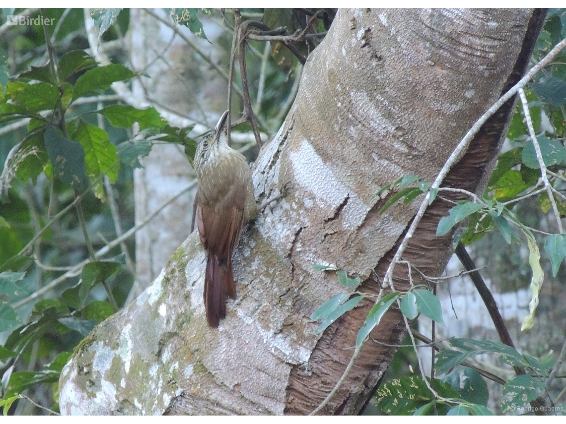 Dendrocolaptes platyrostris