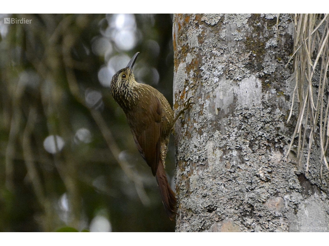 Dendrocolaptes platyrostris