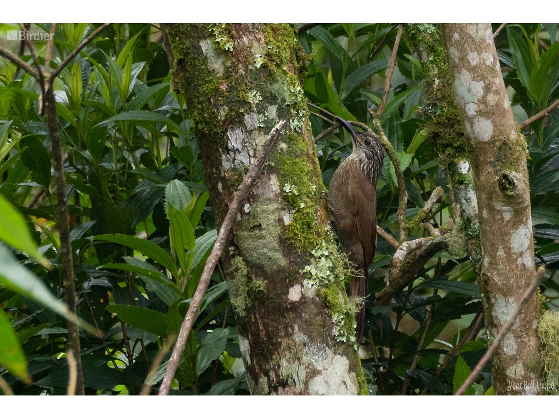 Dendrocolaptes platyrostris