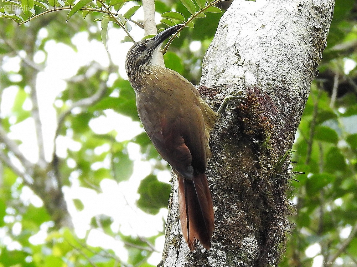 Dendrocolaptes platyrostris