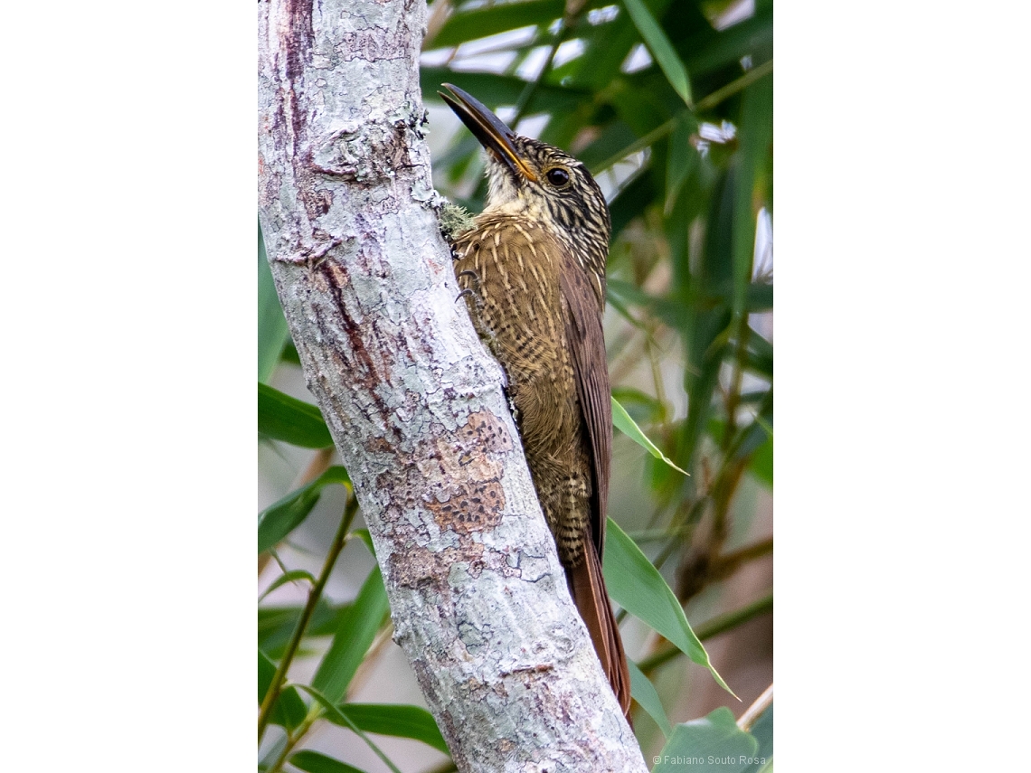 Dendrocolaptes platyrostris