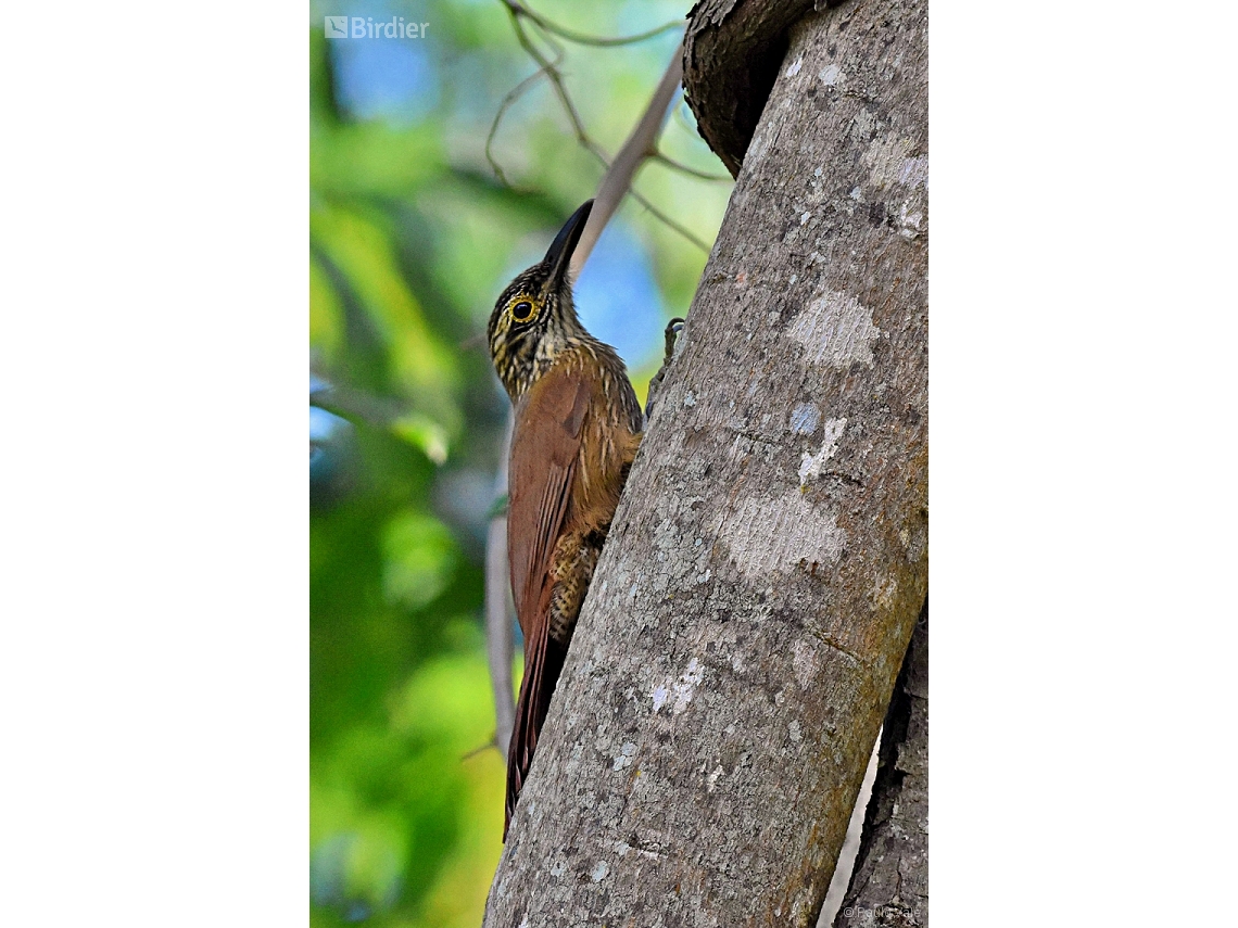 Dendrocolaptes platyrostris