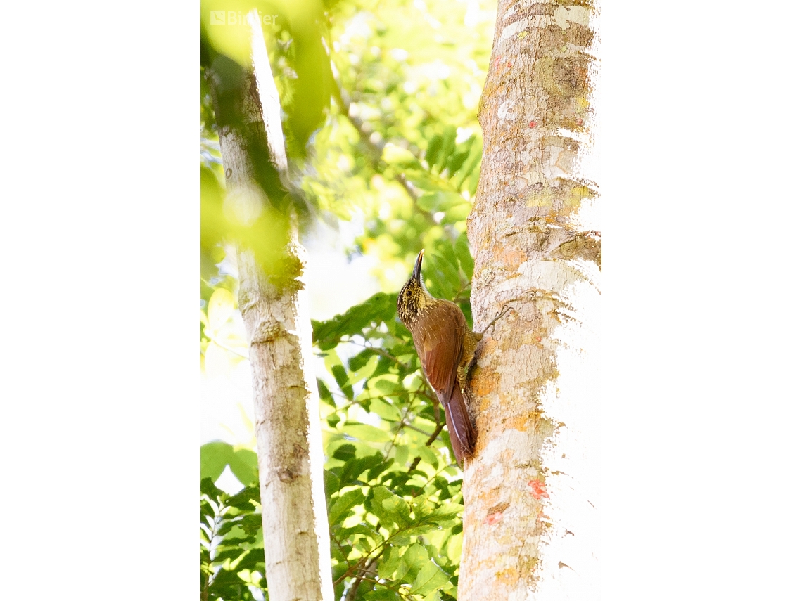 Dendrocolaptes platyrostris