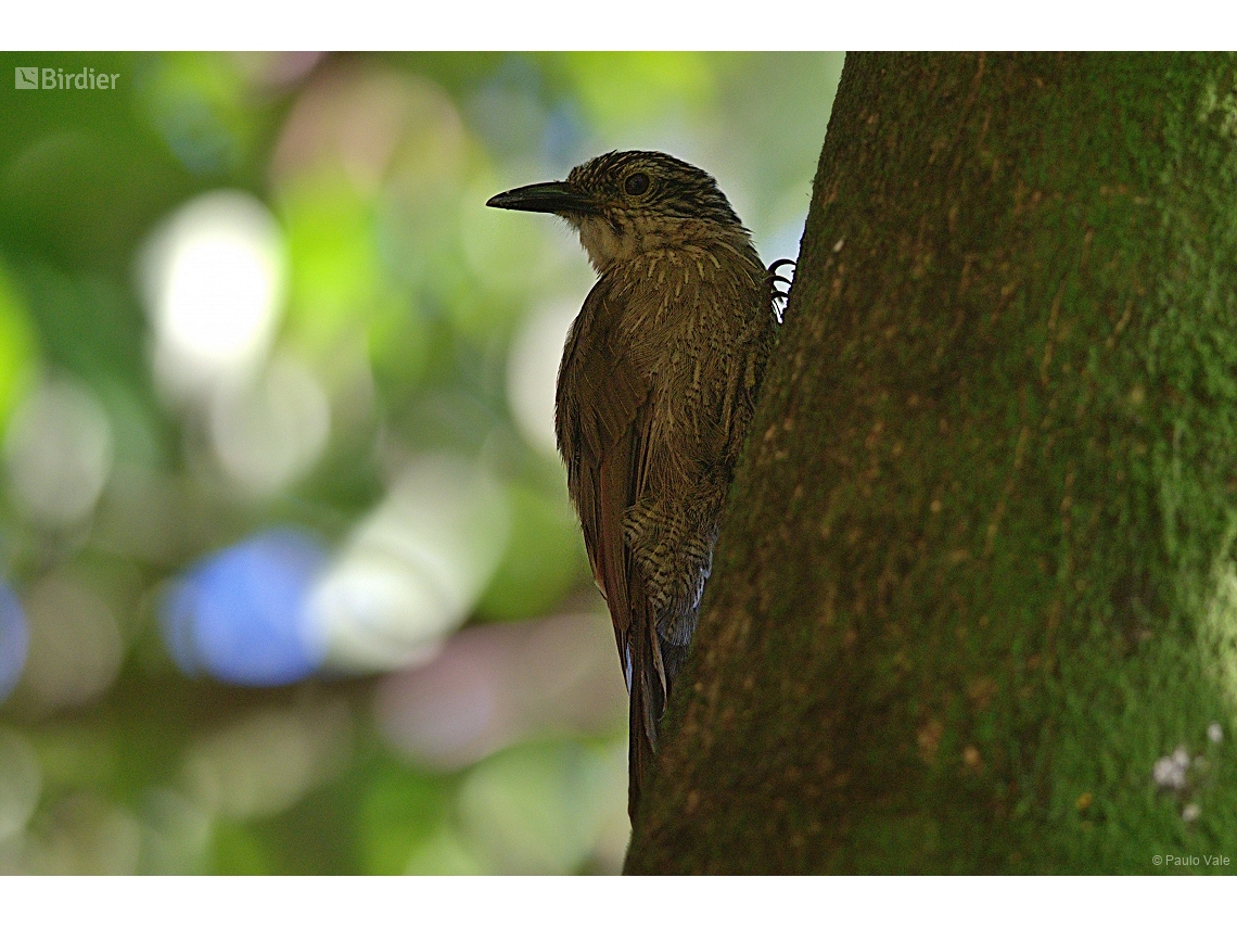 Dendrocolaptes platyrostris