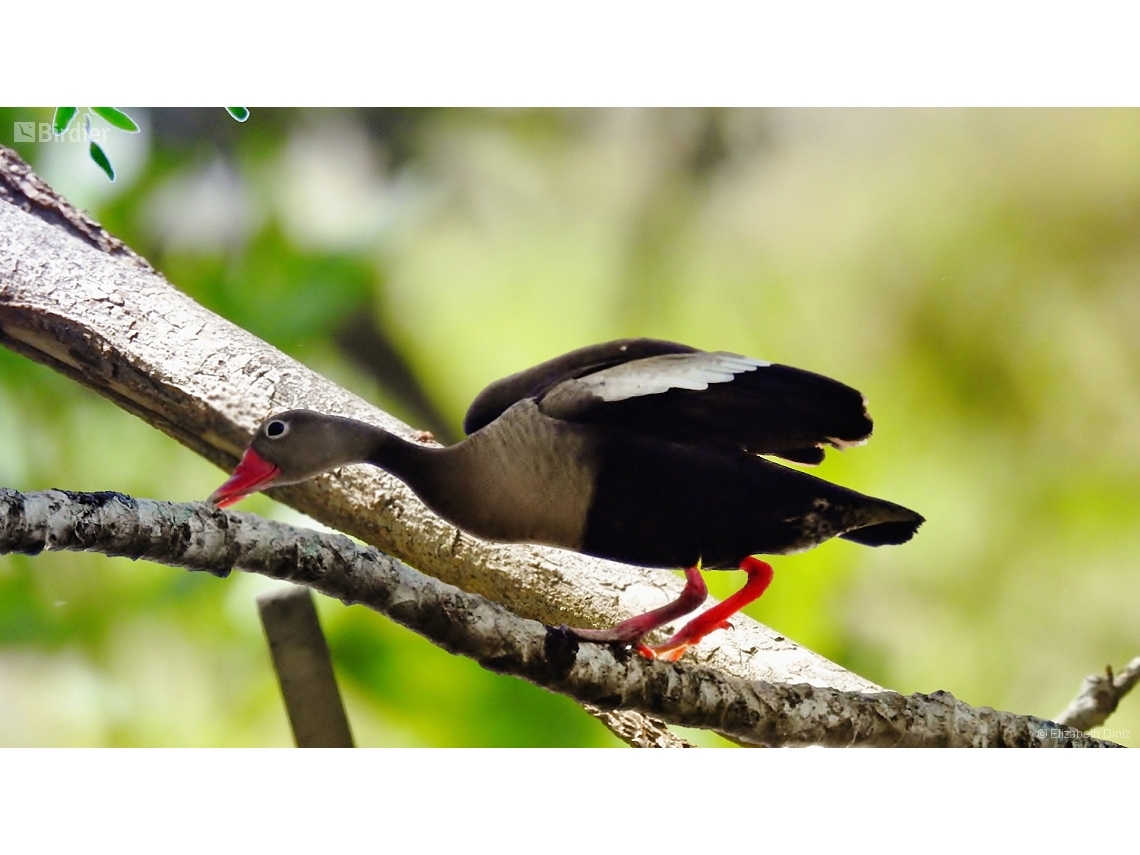 Dendrocygna autumnalis