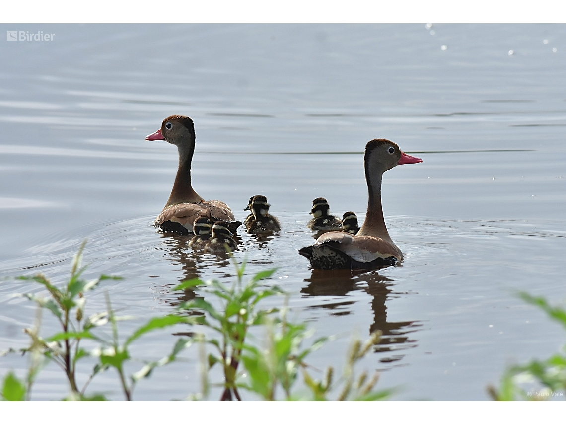 Dendrocygna autumnalis
