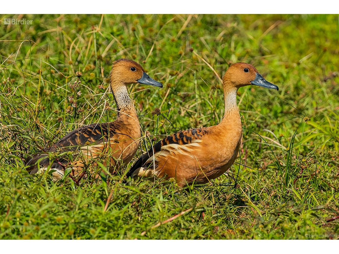 Dendrocygna bicolor (Fulvous Whistling-Duck) by Henrique Moreira • Birdier