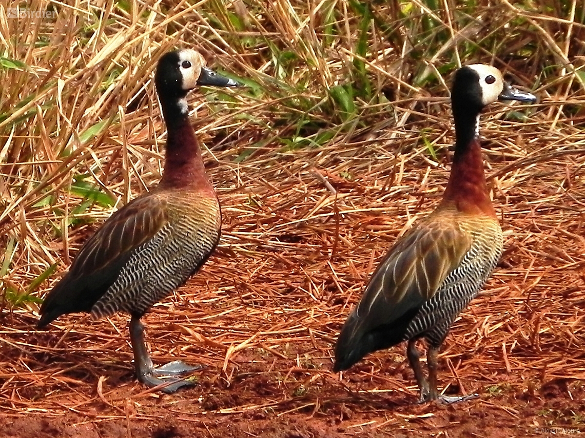 Dendrocygna viduata