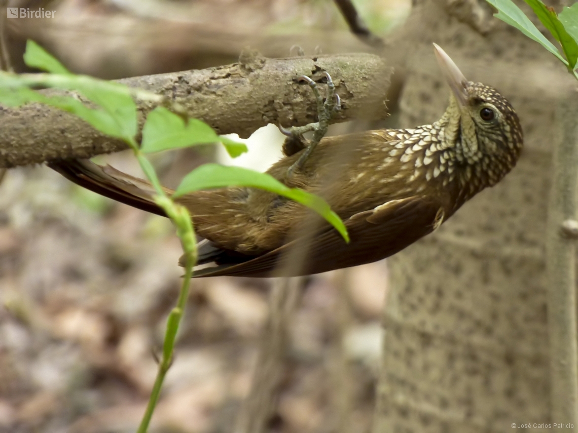 Dendroplex picus