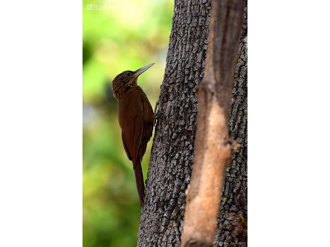 Dendroplex picus