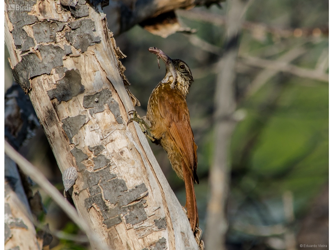 Dendroplex picus