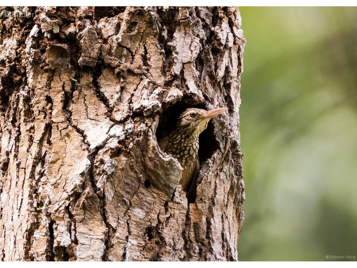 Dendroplex picus