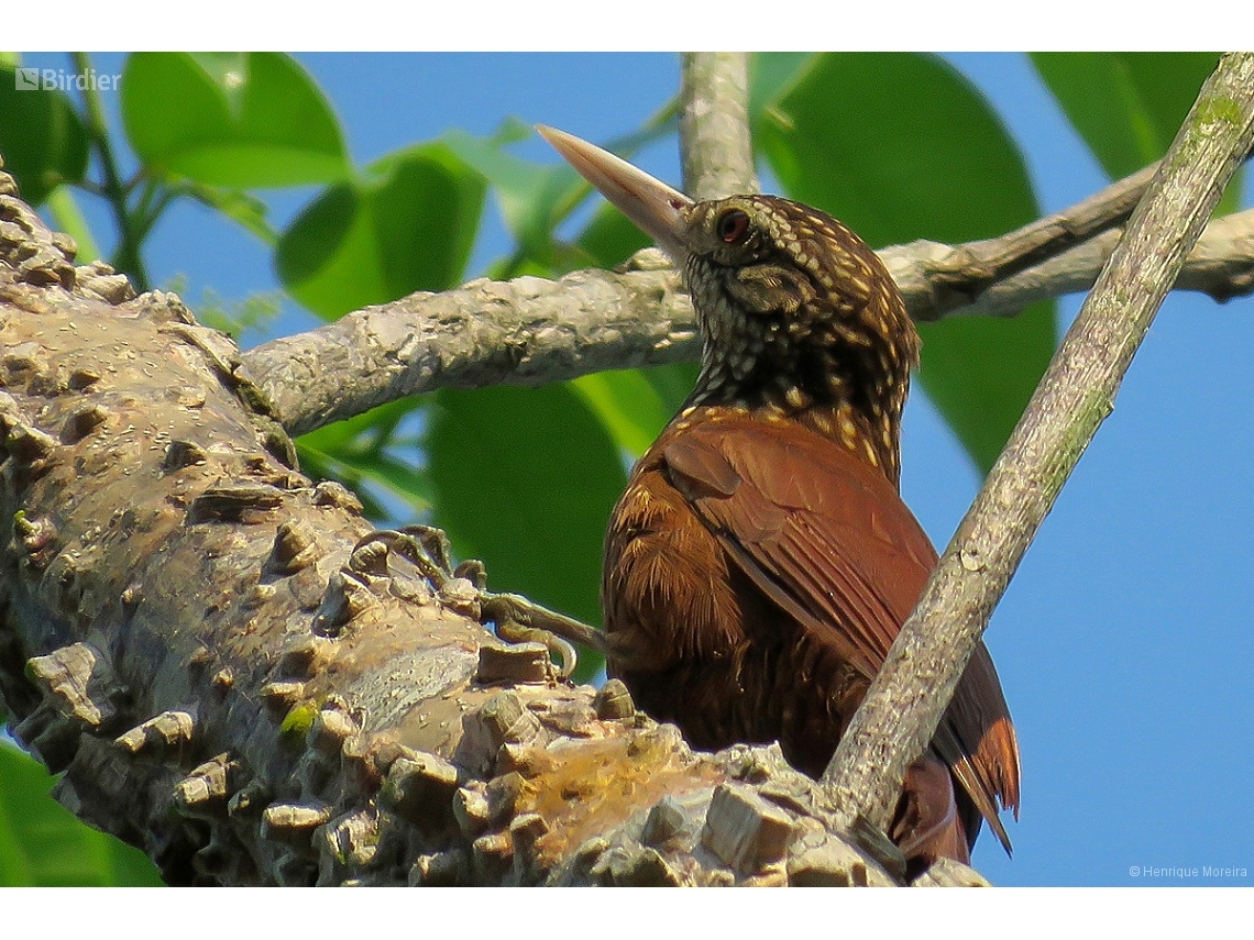 Dendroplex picus