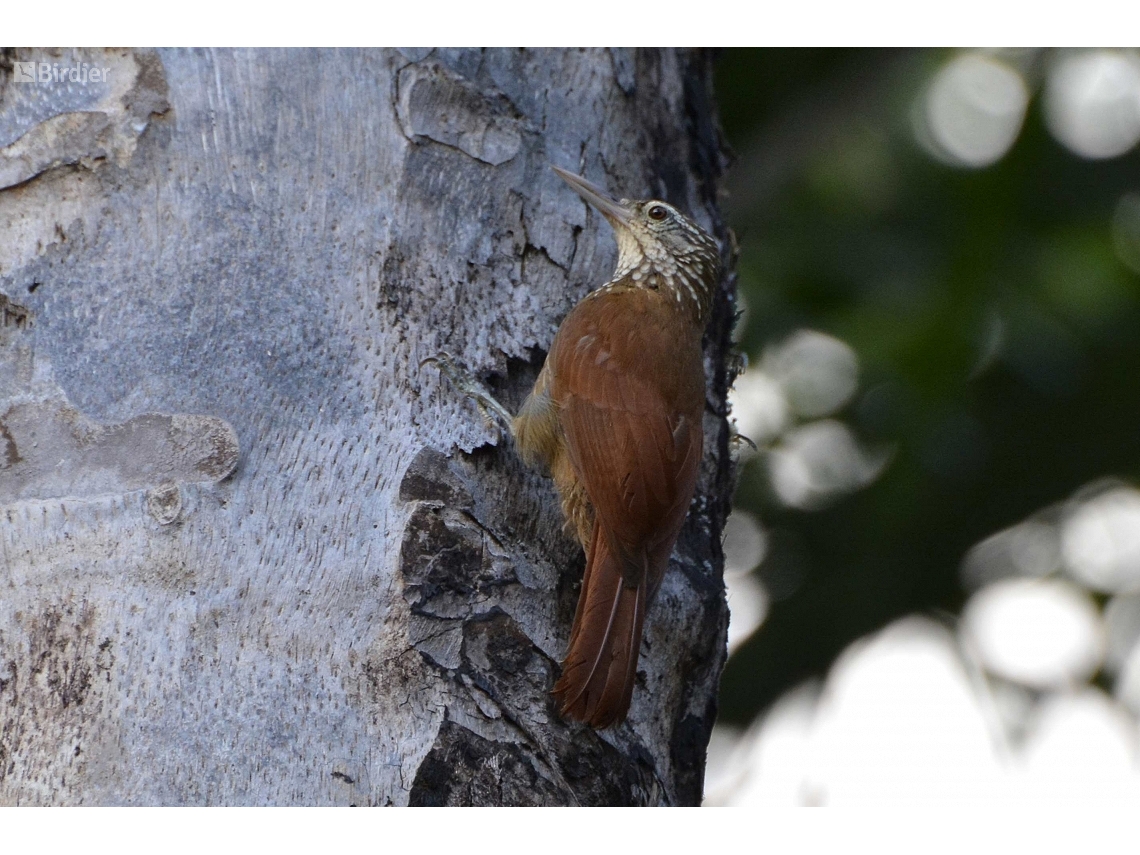 Dendroplex picus