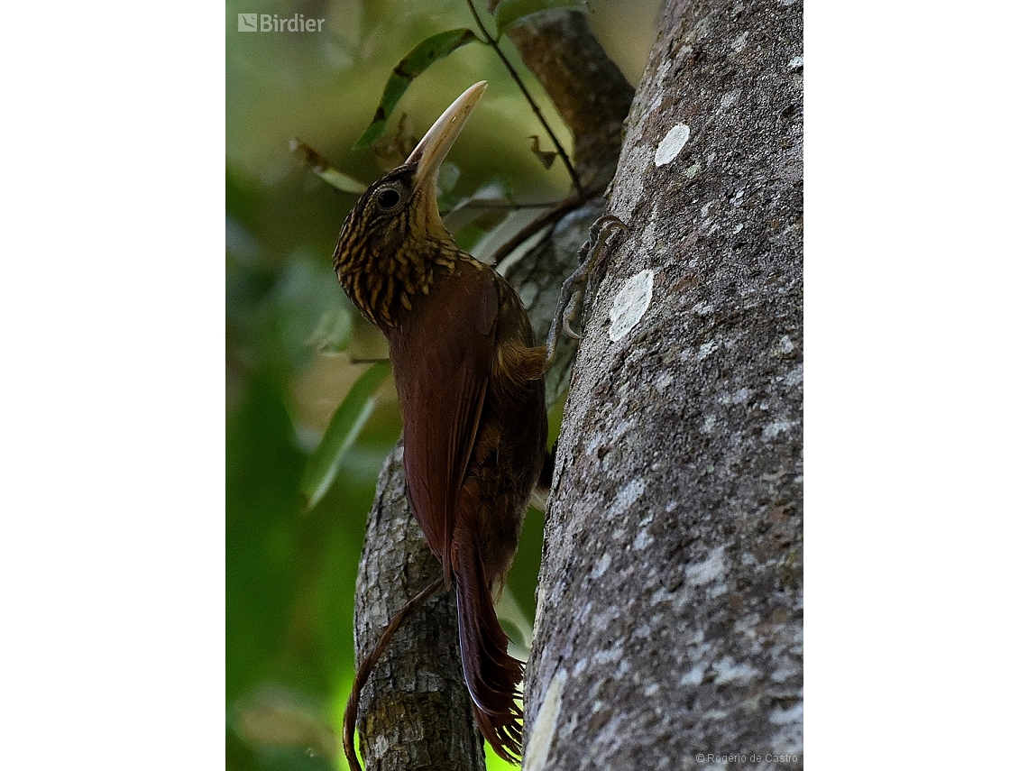 Dendroplex picus