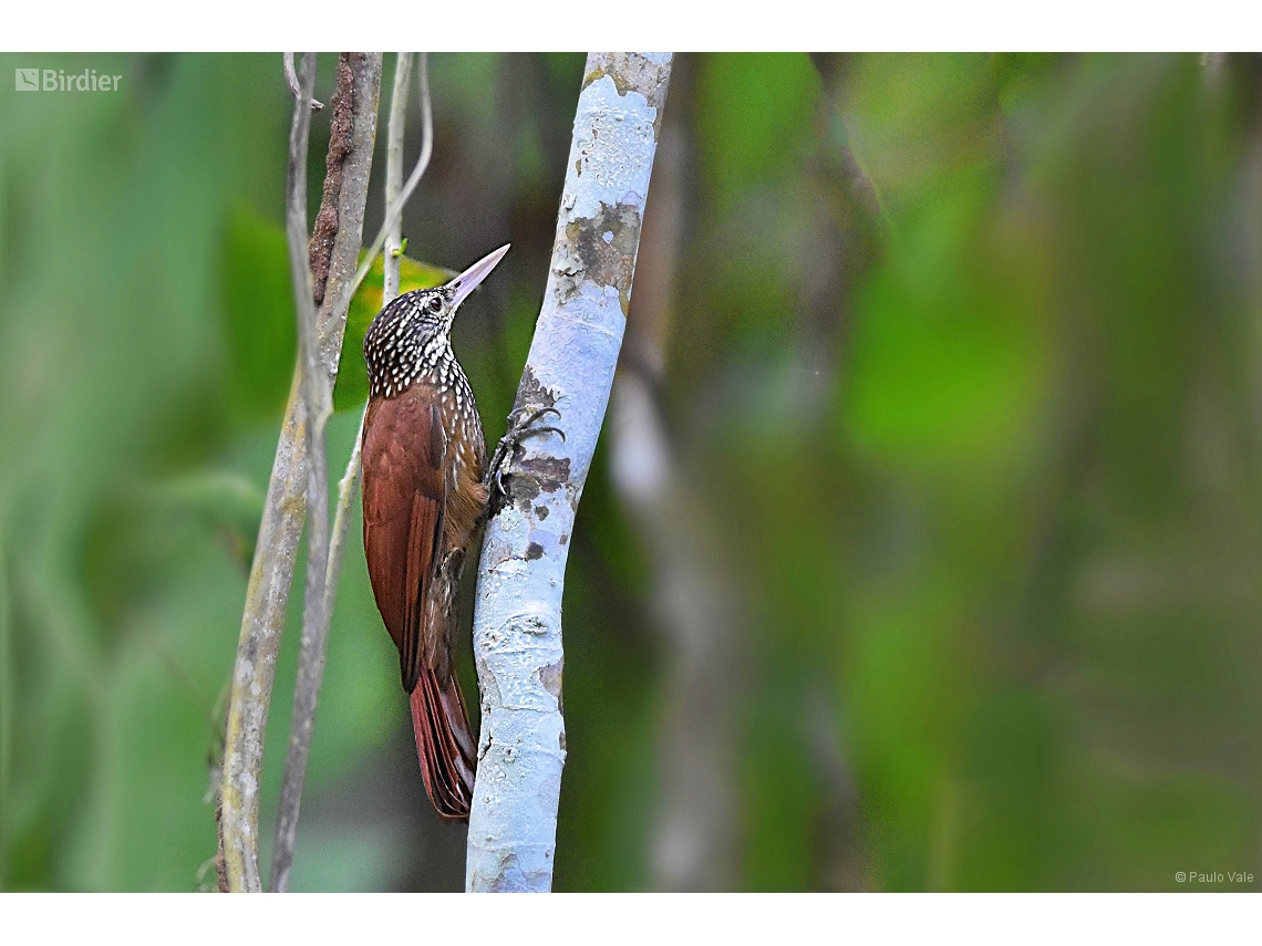 Dendroplex picus