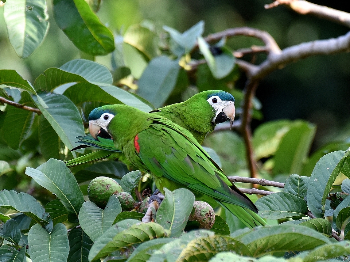 Diopsittaca nobilis