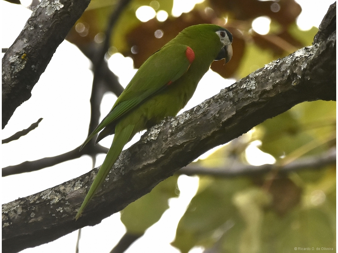 Diopsittaca nobilis