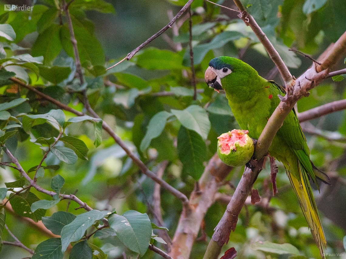 Diopsittaca nobilis