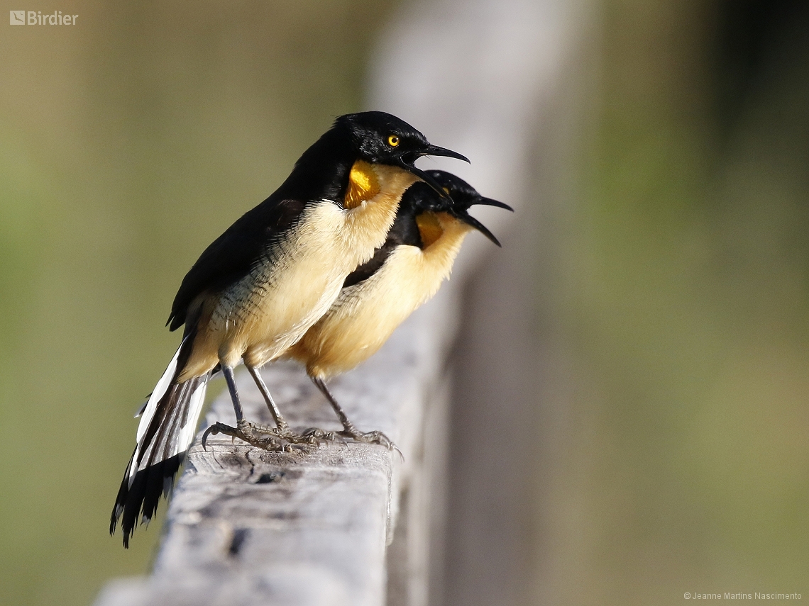 Donacobius atricapilla