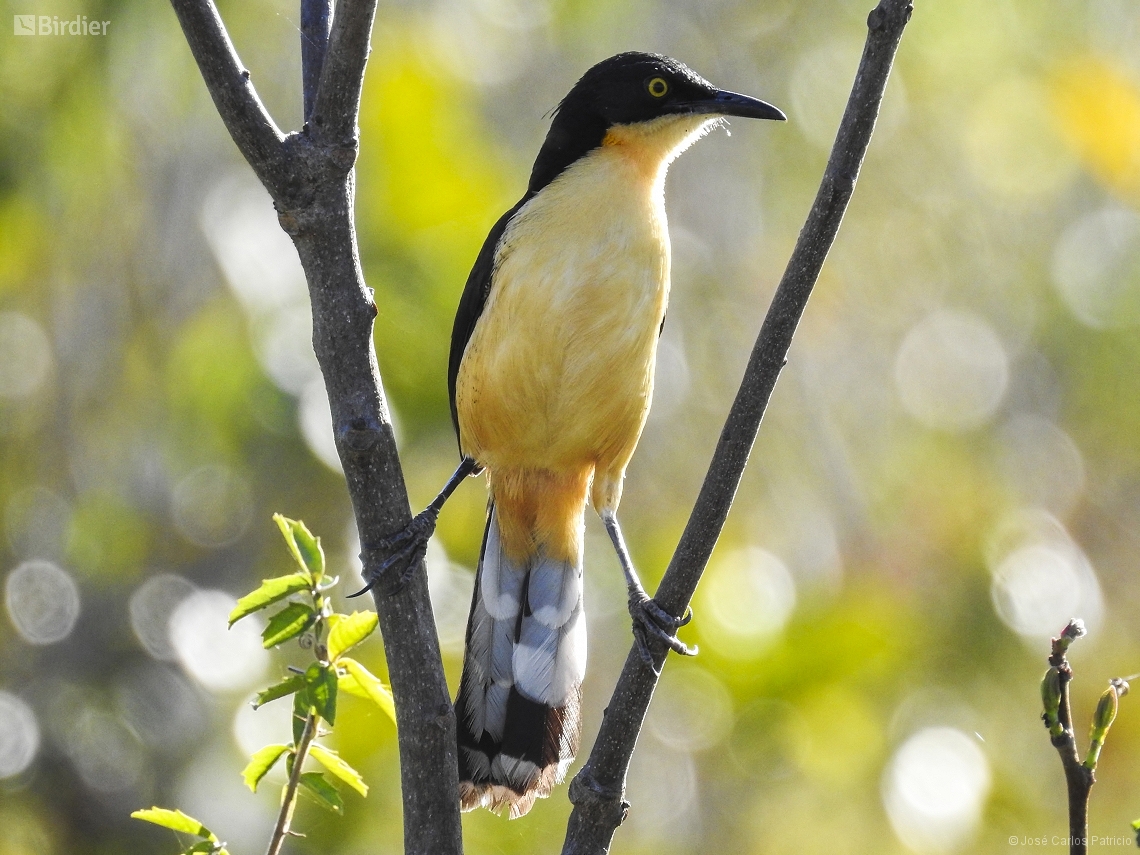 Donacobius atricapilla