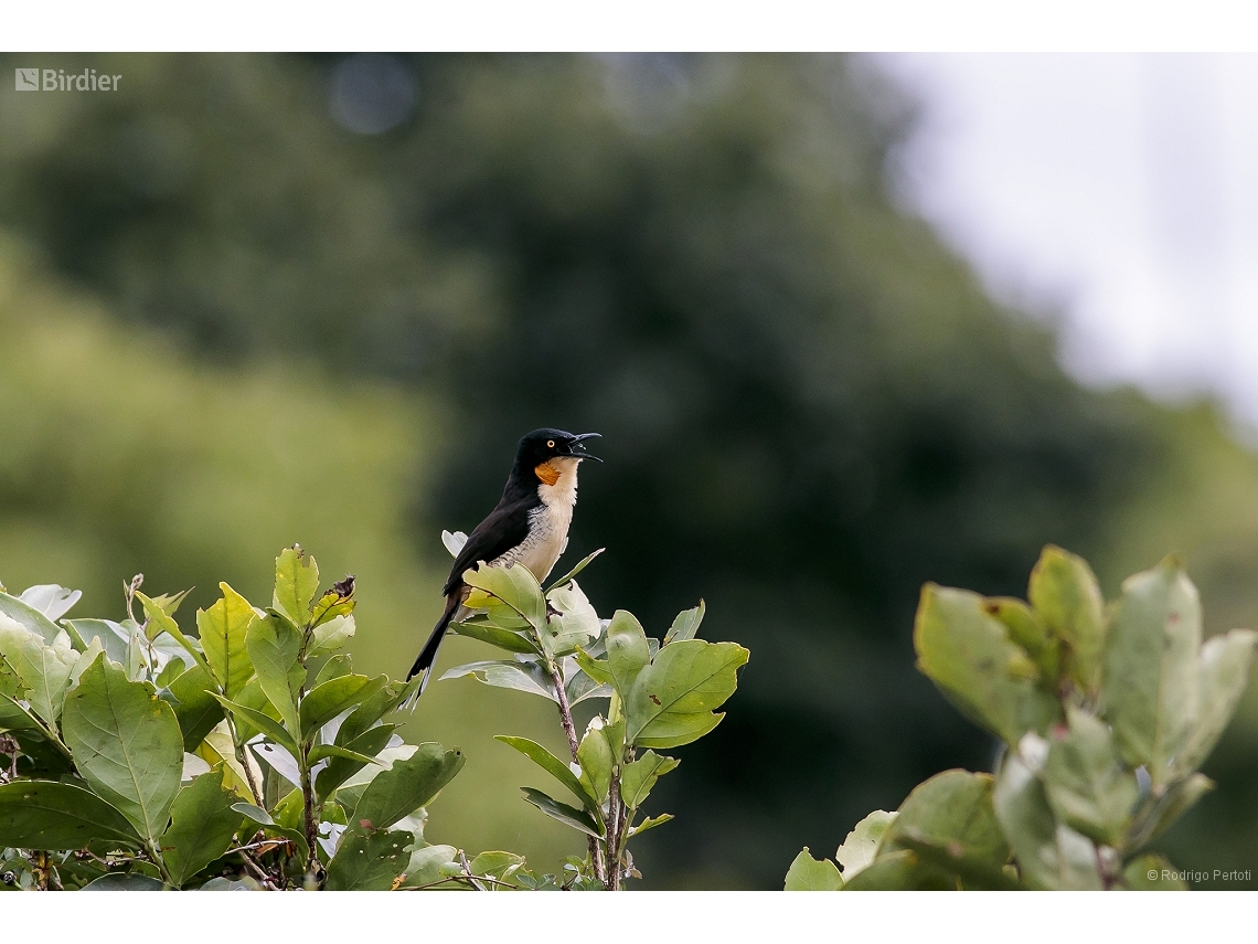 Donacobius atricapilla