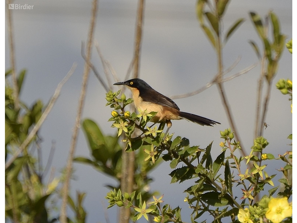Donacobius atricapilla