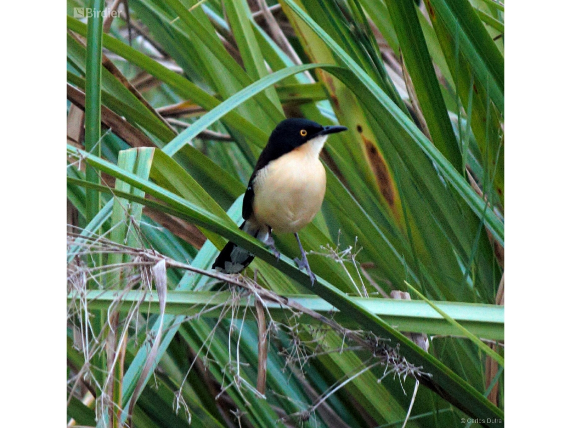 Donacobius atricapilla