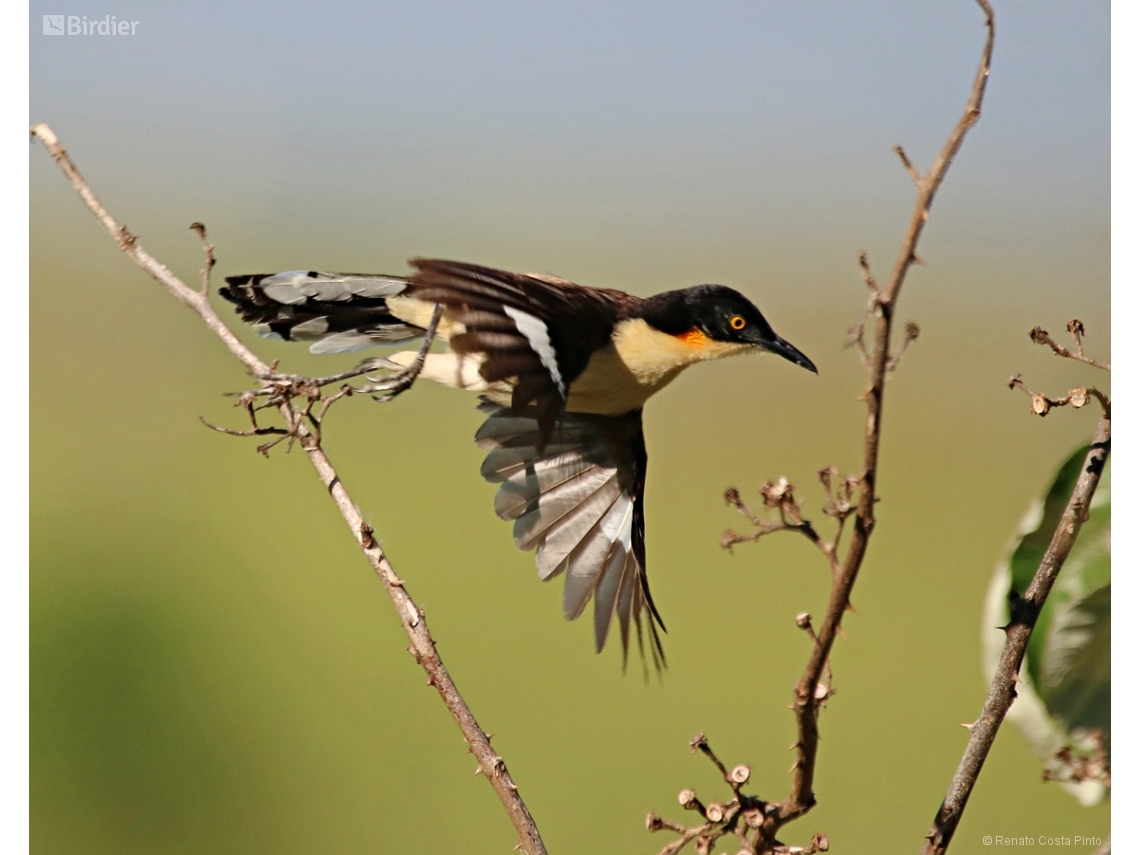 Donacobius atricapilla