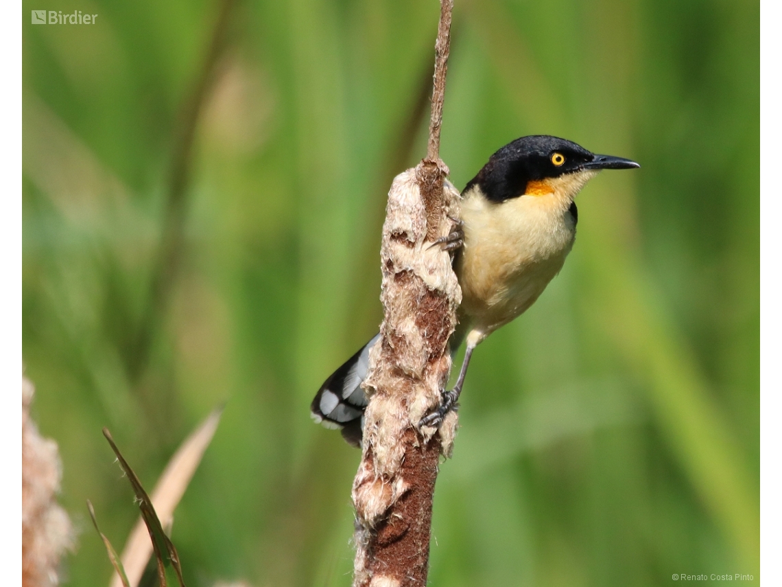 Donacobius atricapilla