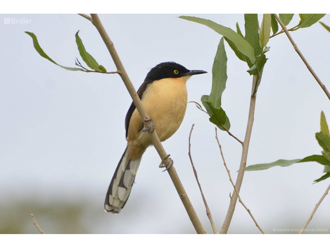 Donacobius atricapilla