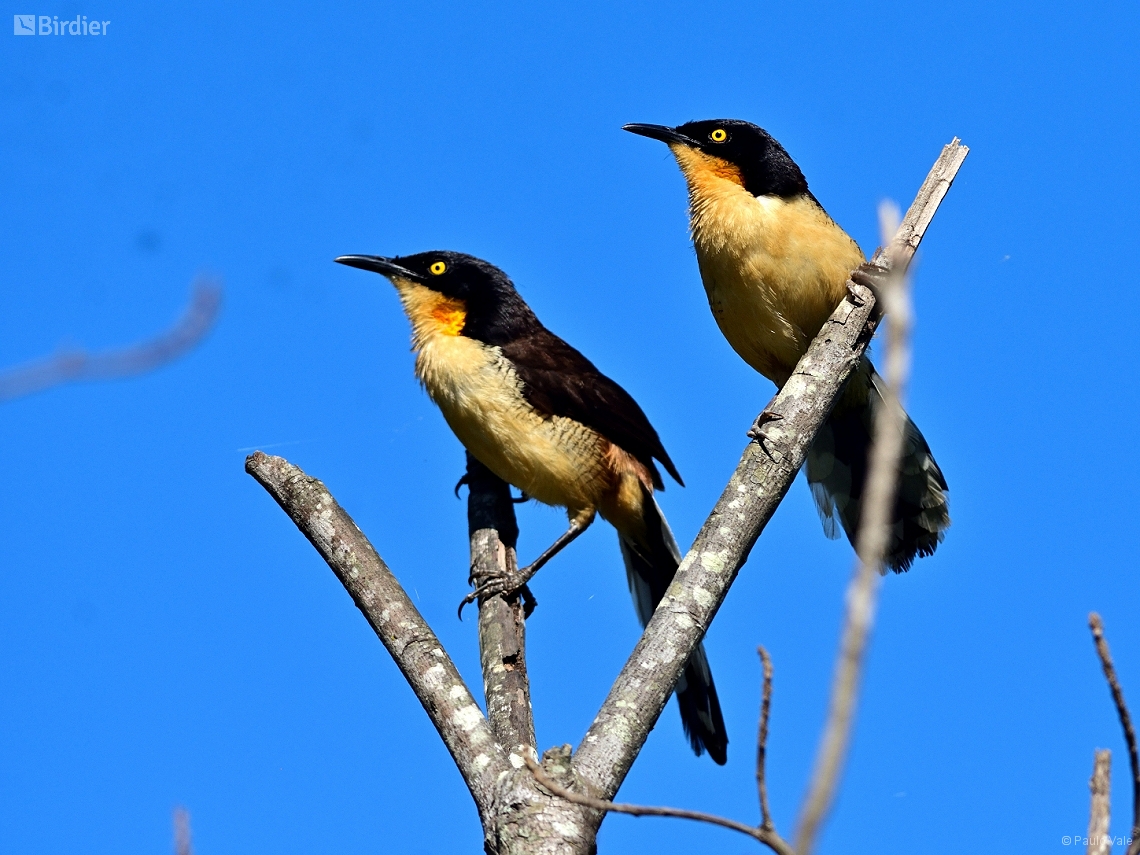 Donacobius atricapilla