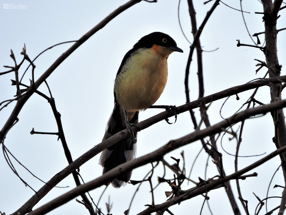 Donacobius atricapilla