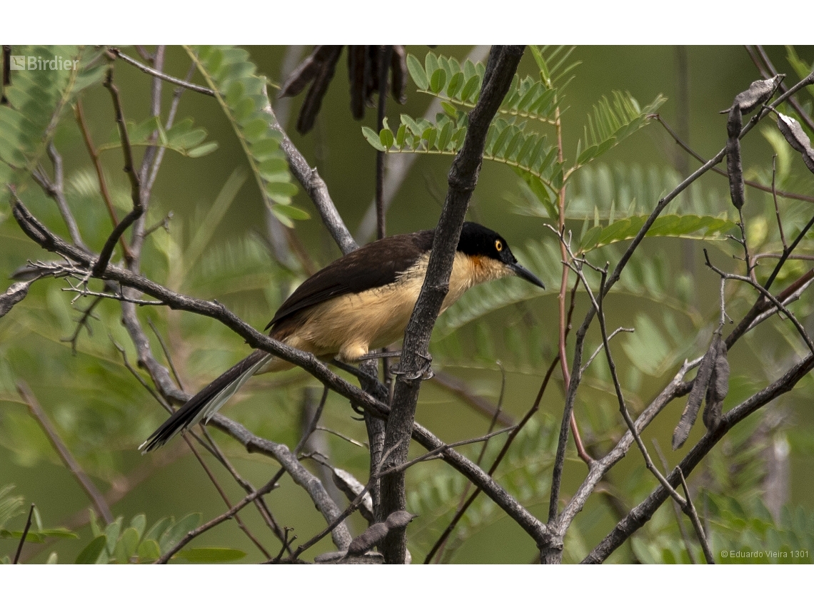 Donacobius atricapilla