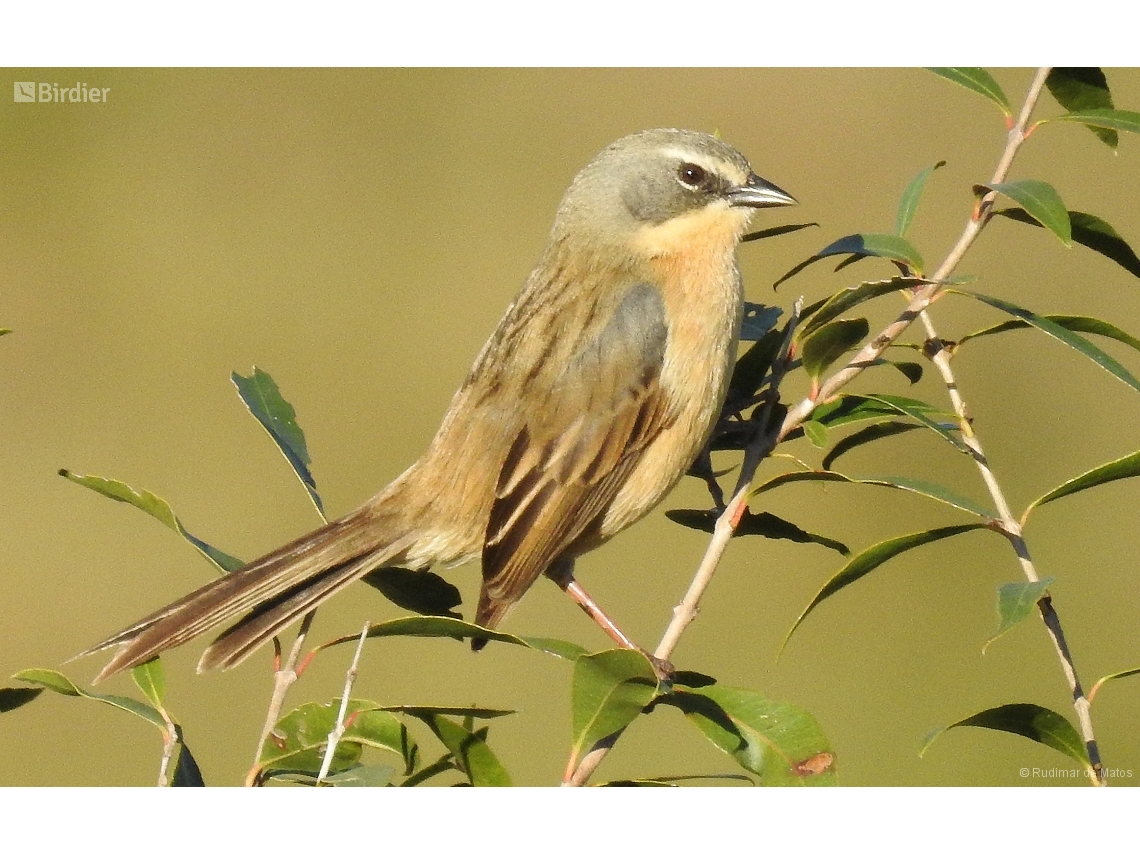 Donacospiza albifrons