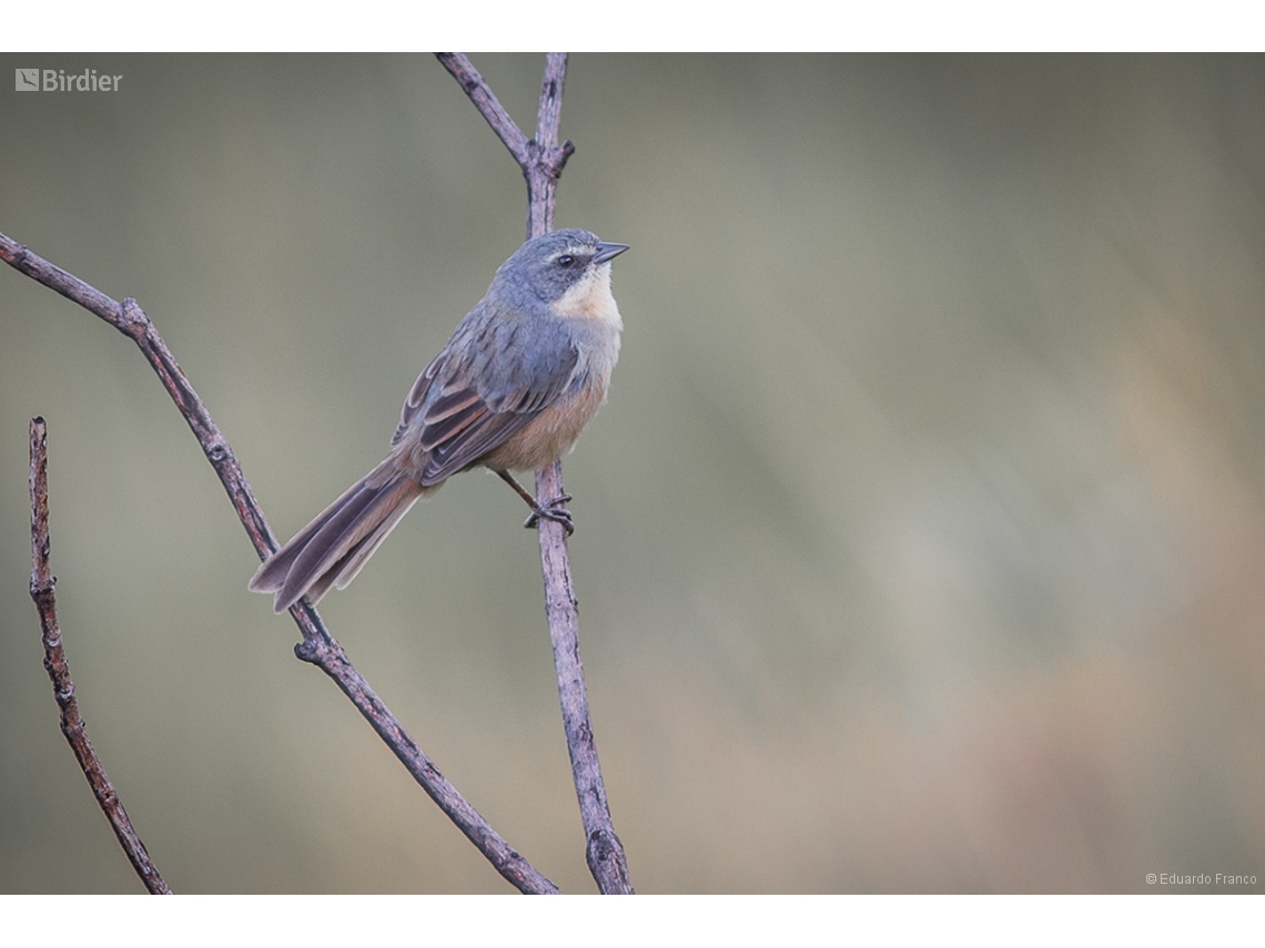 Donacospiza albifrons