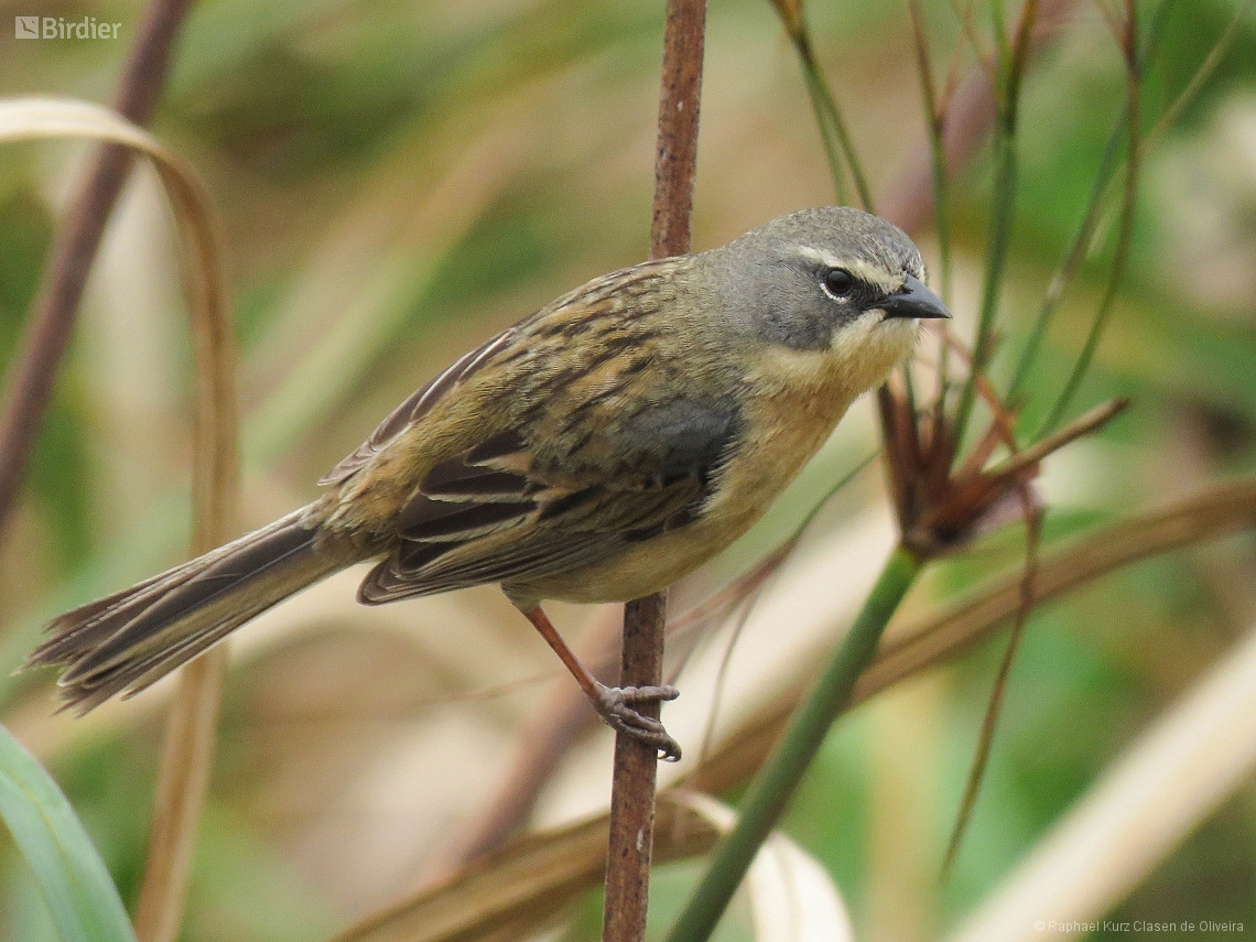 Donacospiza albifrons