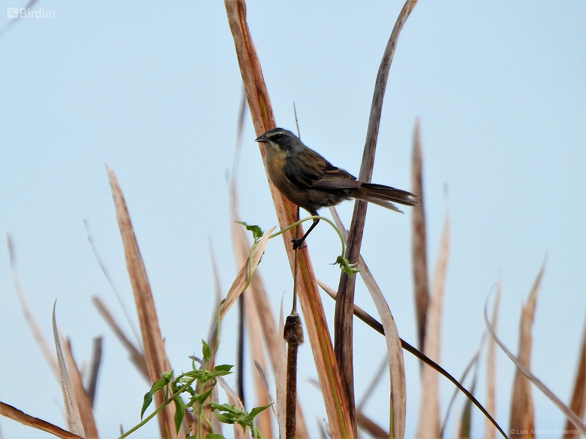 Donacospiza albifrons