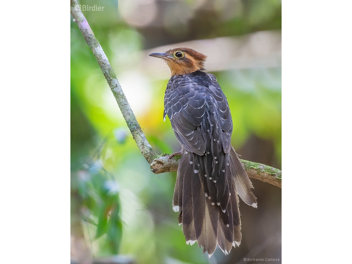 Dromococcyx pavoninus