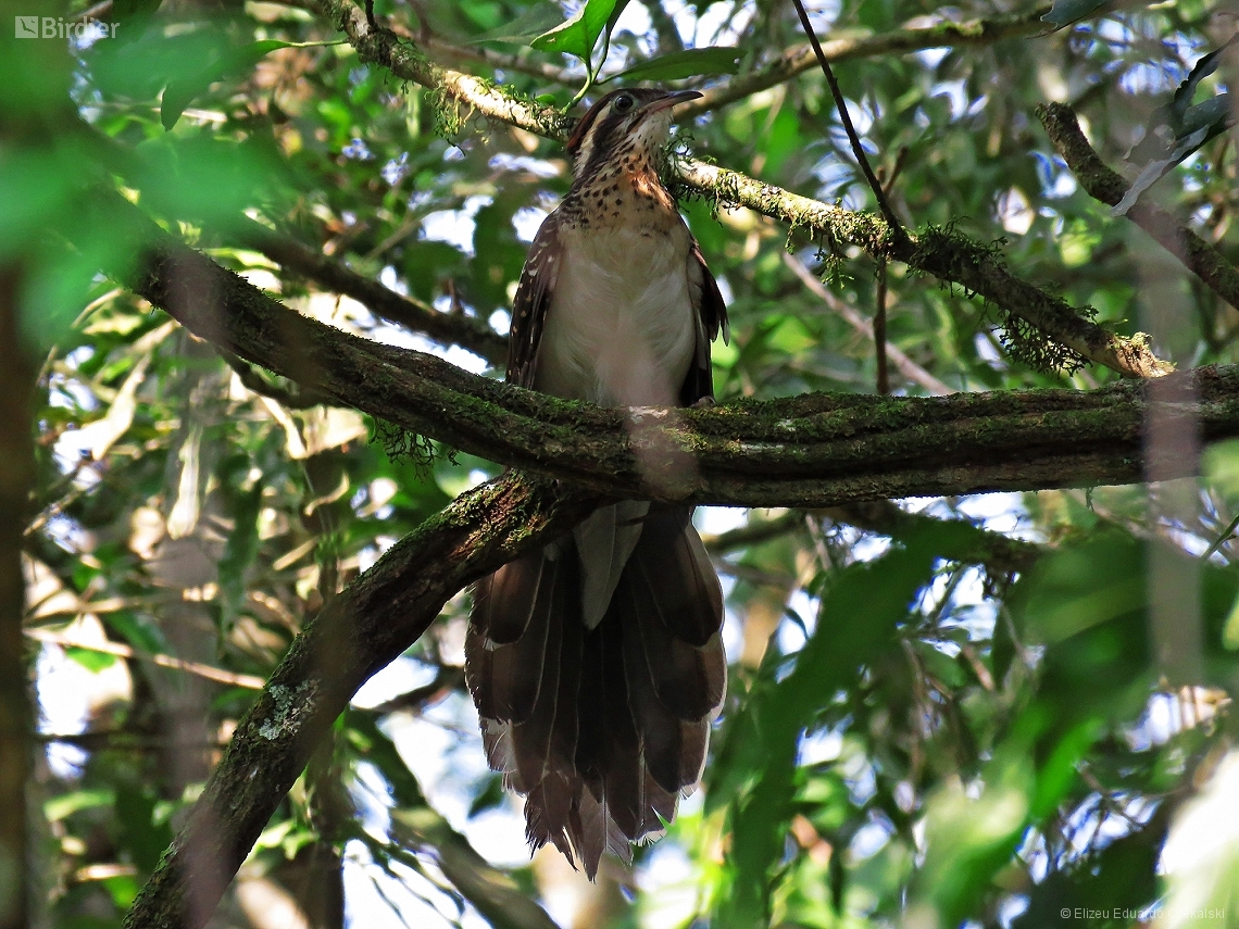 Dromococcyx phasianellus