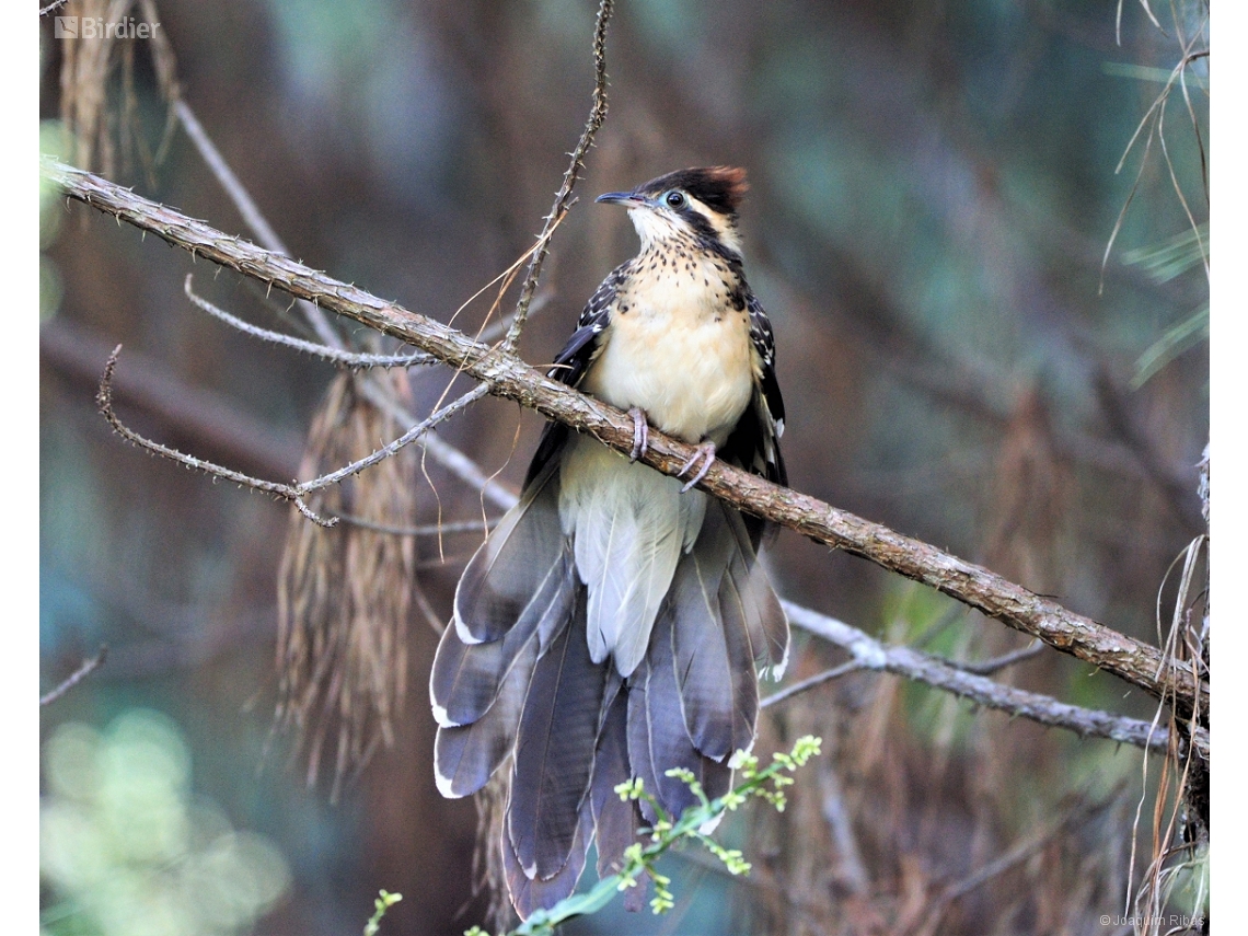 Dromococcyx phasianellus