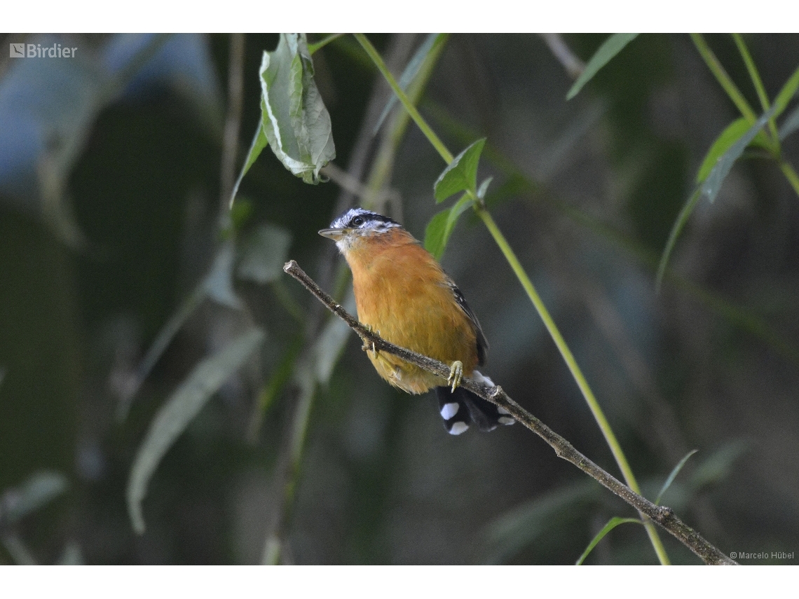 Drymophila ferruginea