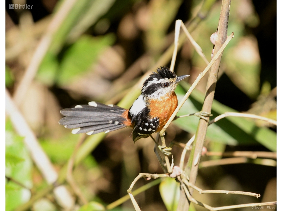 Drymophila ferruginea