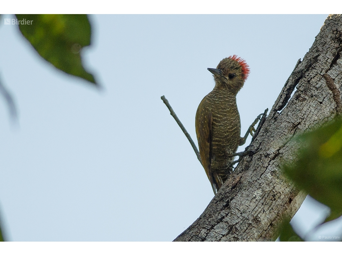 Dryobates passerinus