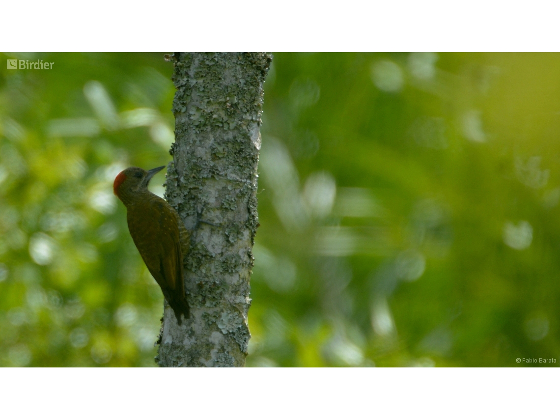 Veniliornis passerinus