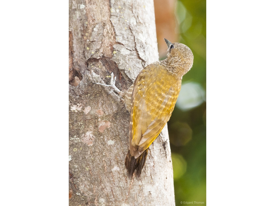 Veniliornis passerinus