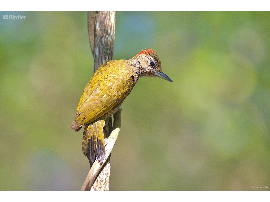 Veniliornis passerinus