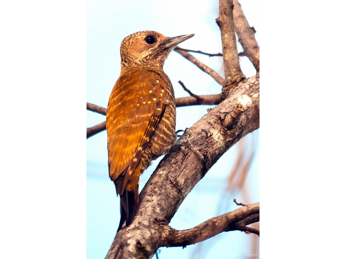 Veniliornis passerinus