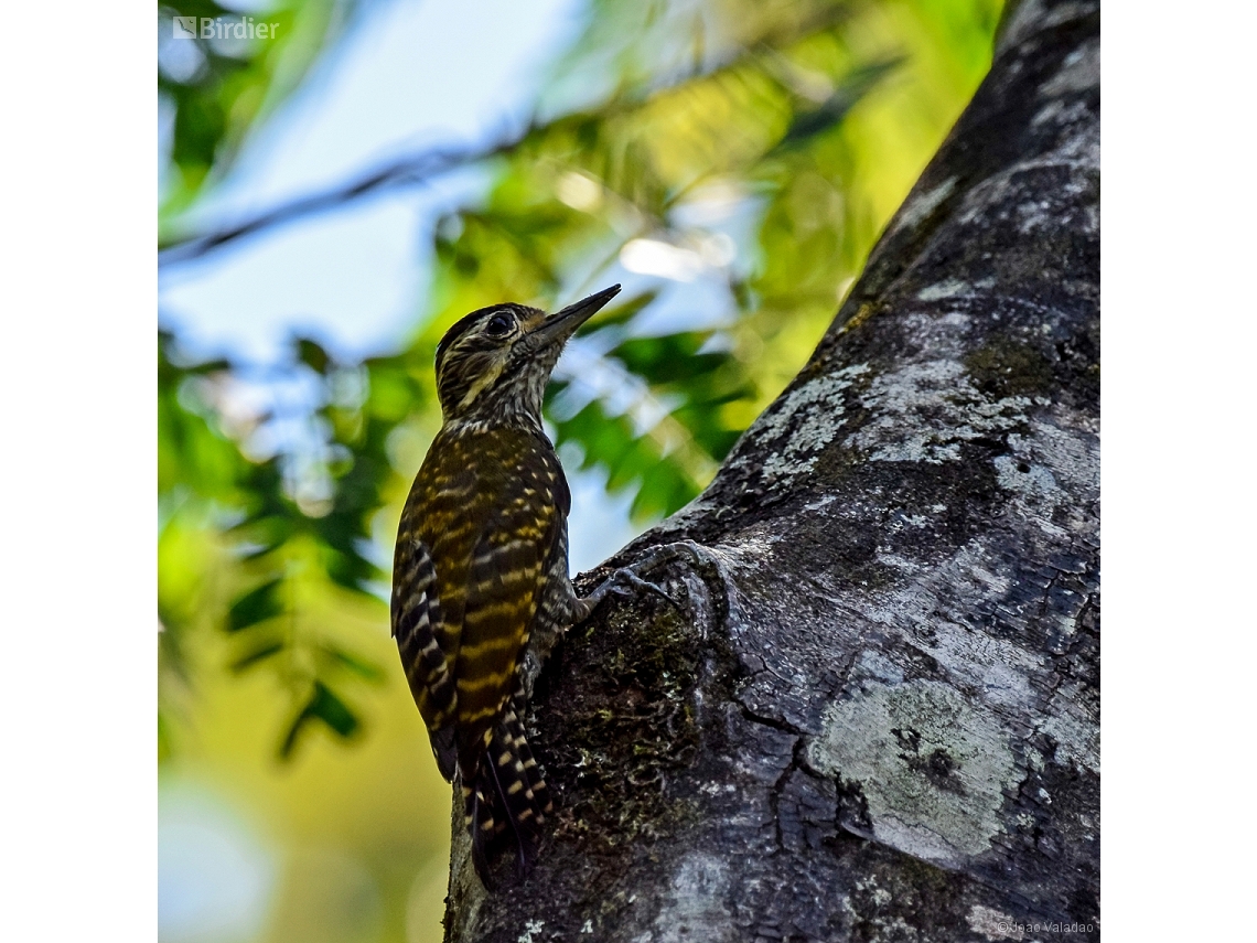 Dryobates spilogaster